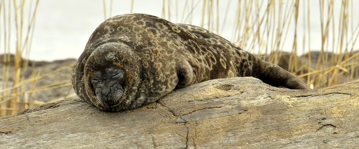 Seal safari - Experience Saimaa wildlife - Oravi, Finland